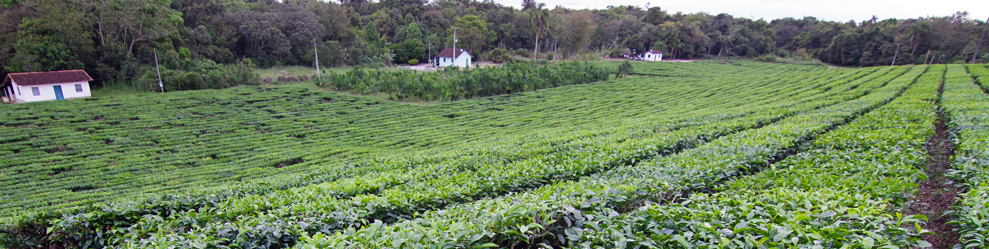 A História do Chá no Brasil - Fazenda Amaya Chás