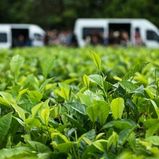 International Tea Day - Dia Internacional do Chá